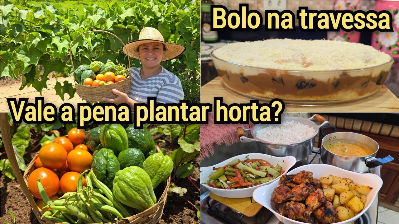 OLHA A COLHEITA+BOLO OLHO DE SOGRA+ ALMOÇO CASEIRINHO/ROTINA DE DONA DE CASA DA ROÇA. 
