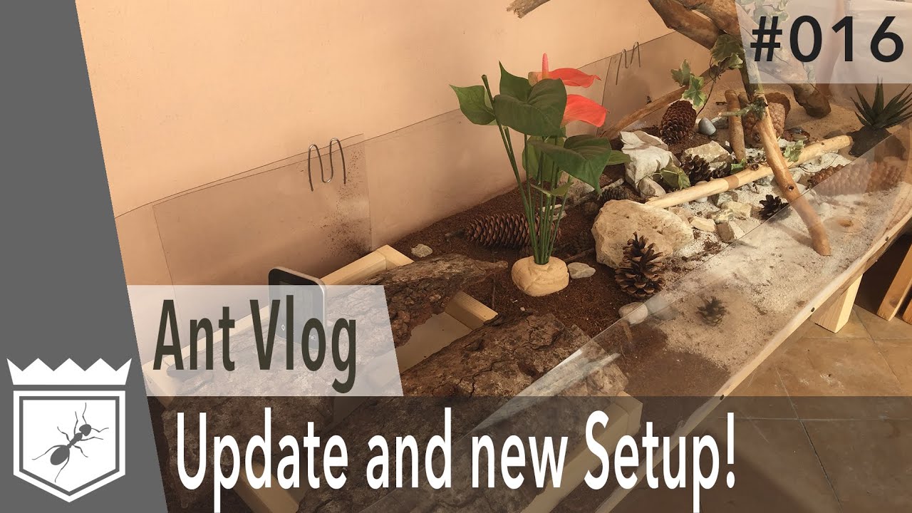 Leafcutter Ant Update and new Setup for Camponotus Colony (Ant Vlog #16)