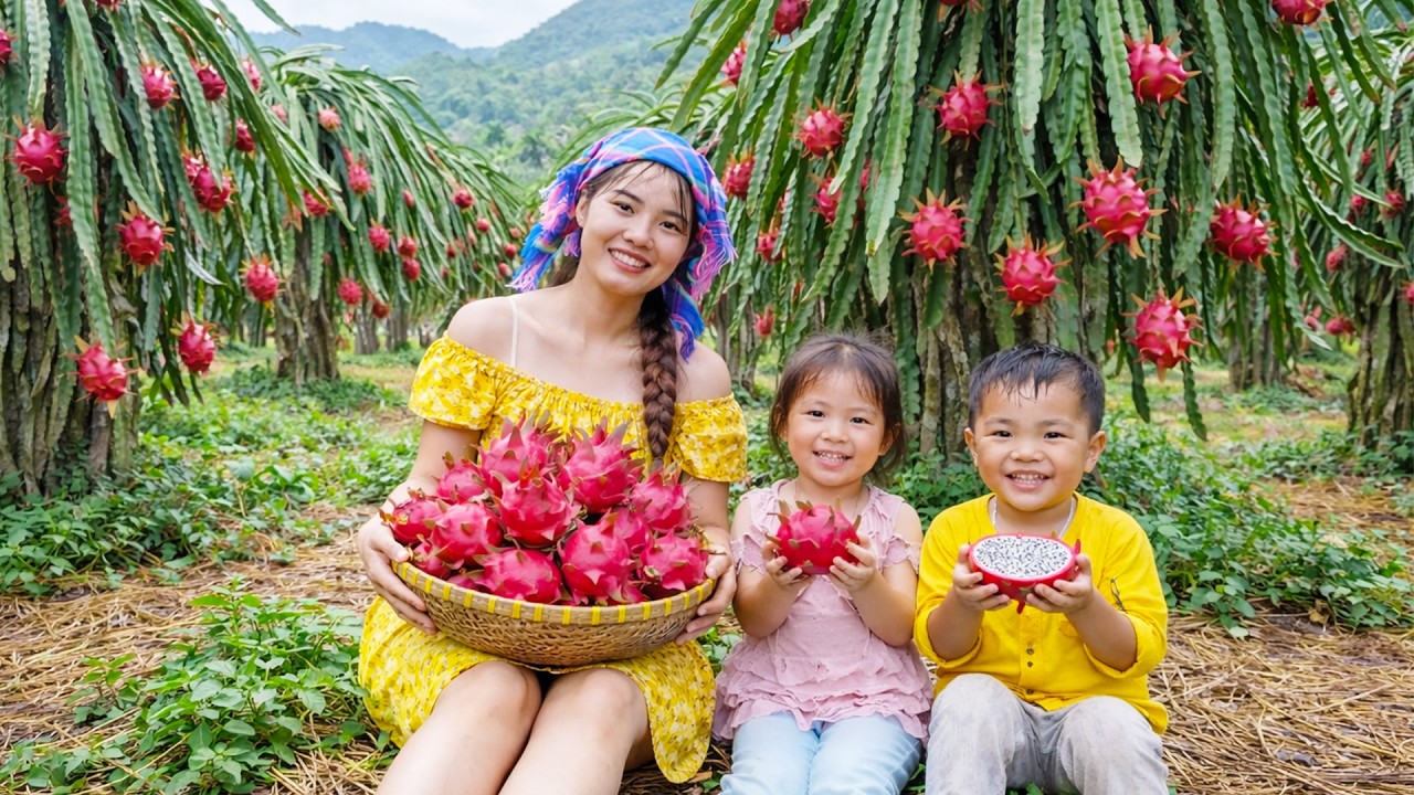 A Day Harvesting Dragon Fruit and Cooking Porridge for My Children