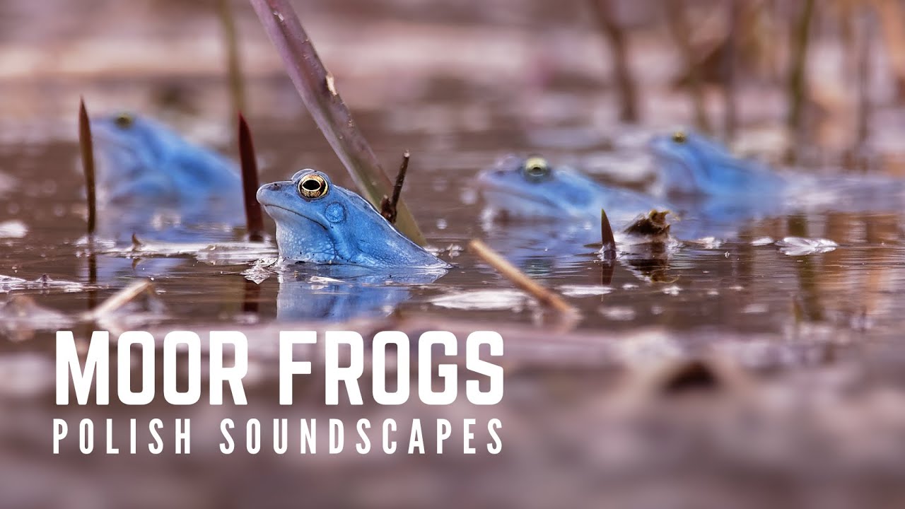 Moor frog sounds | Rana arvalis | Epic nature field recording ~1 hour
