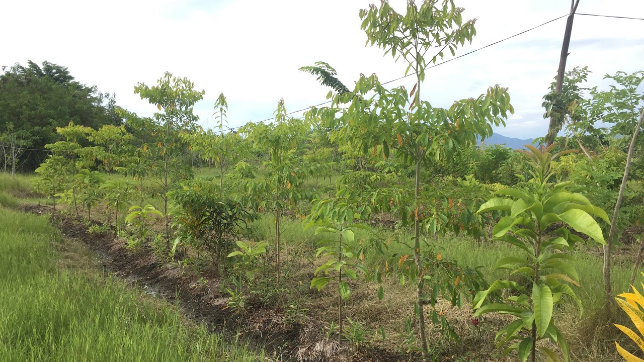 Native Tree Nurturing with 95% Survival Rate: Ganito na sila kalaki pagkalipas ng isang taon