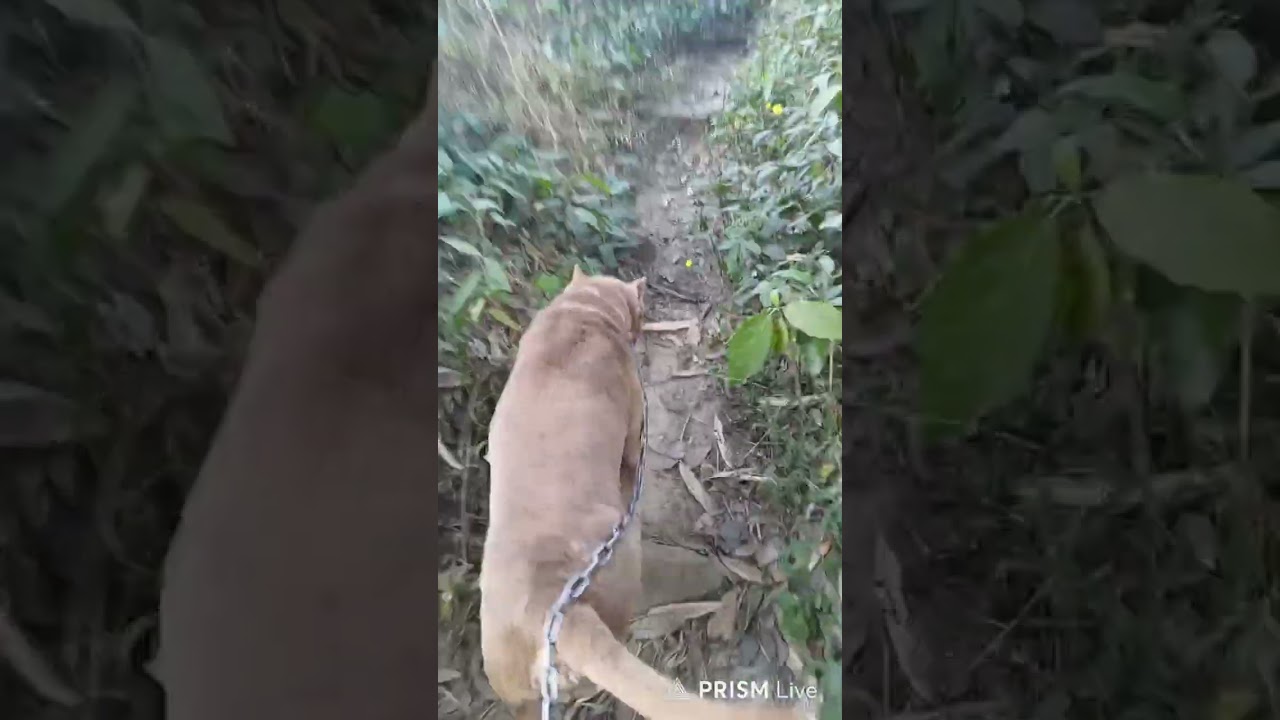 Jungle trail Main aur Mera Max ke sath jungle ghume#youtubeshorts #pitbull #viral 