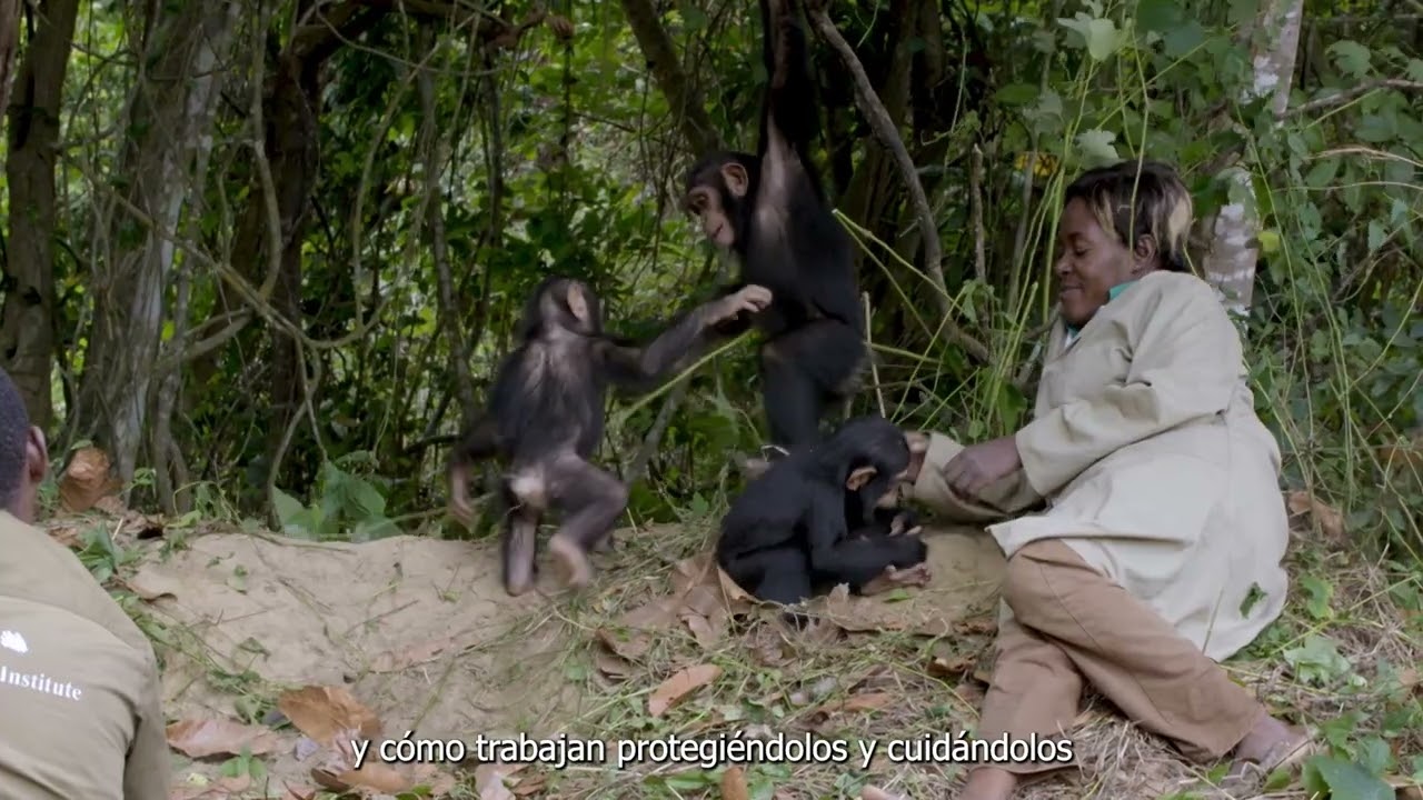 Mensaje de la Dra. Jane Goodall por el #DíaMundialDelChimpancé 2024