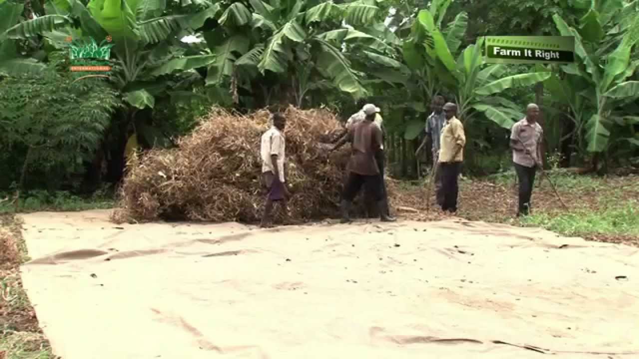 Farm it Right: Production & Post Harvest Management of Common Beans