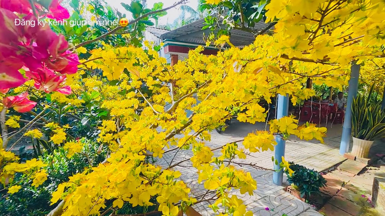 Quá Dễ TV | Mai vàng 5 cánh dưới ánh nắng quá lung linh #quadetv #quadevlog #travel 