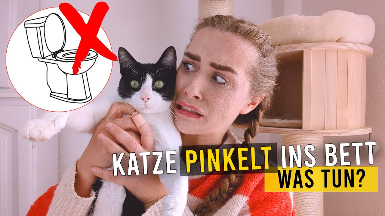 Katze pinkelt ins Bett / was tun? / Erfahrung, Gründe, abgewöhnen und Tipps - / Amely Rose Katzen