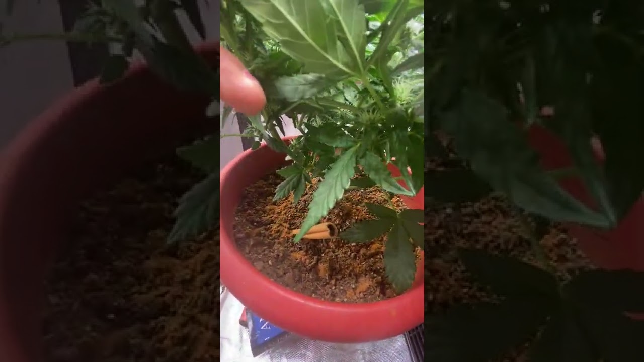21+ Content Candy Kush Auto-flower In flower Update! End of week 6 from seed