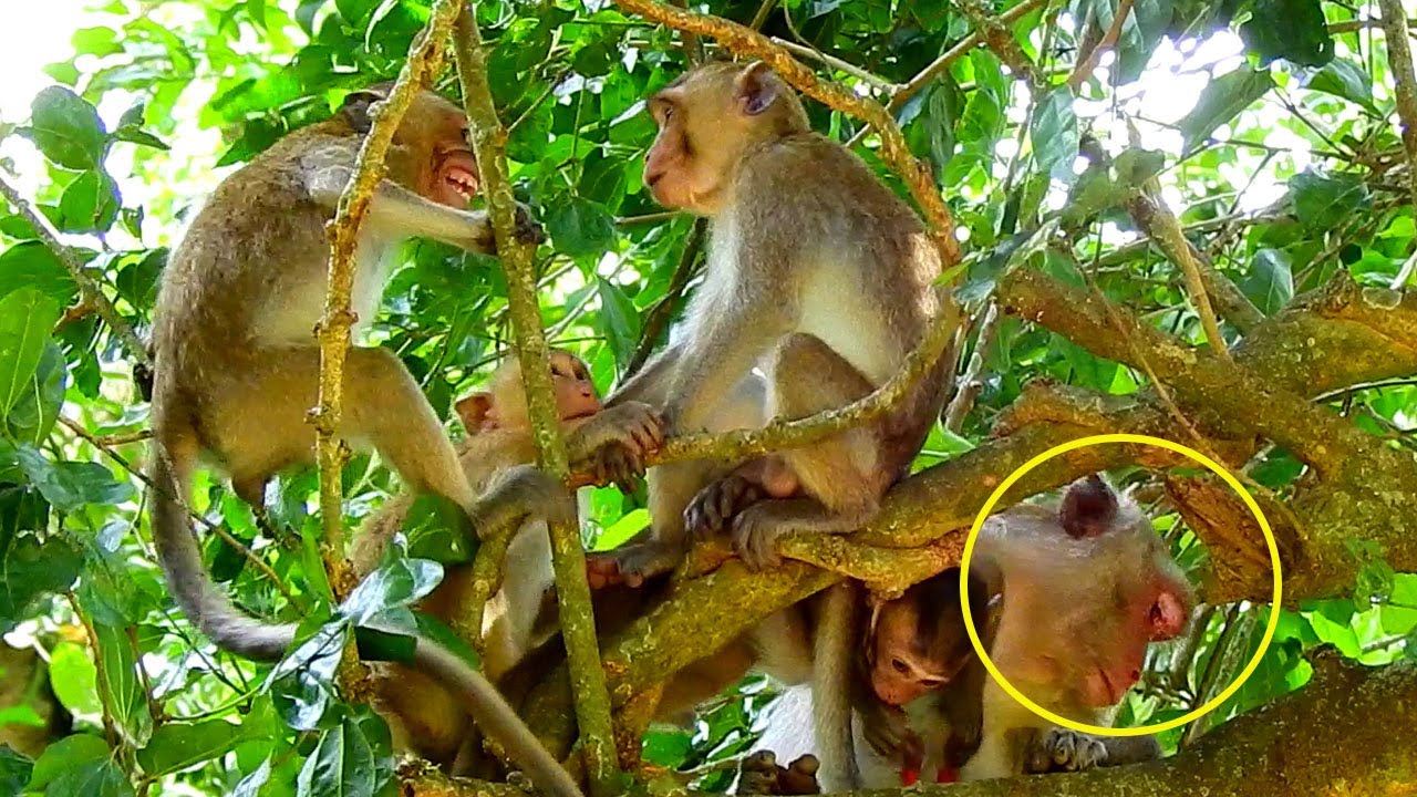 Jazzy Monkey Tell Saxon Monkey To Get Away Mom Jane Monkey For Both Her Safe.