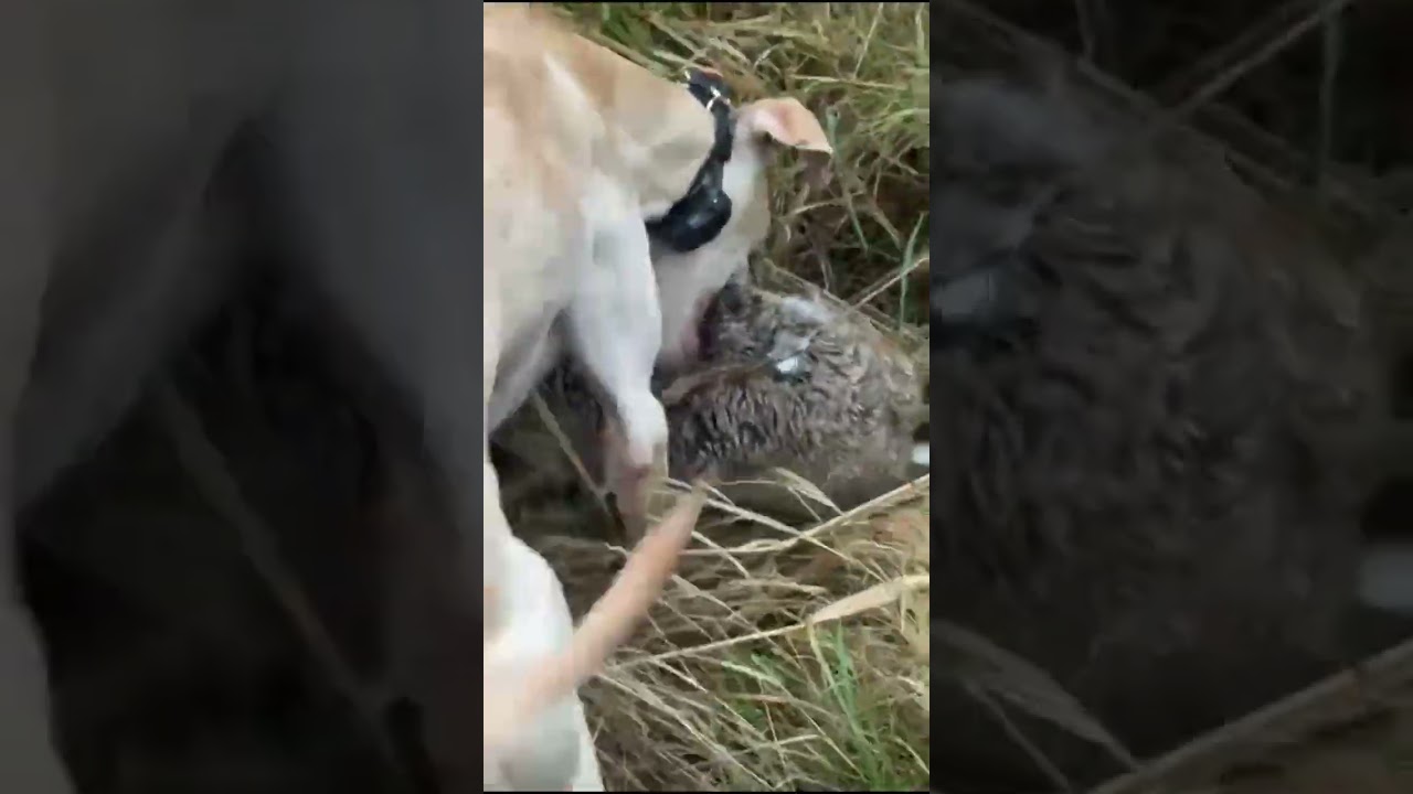 #lurchers #hunting #rabbit #lamping #