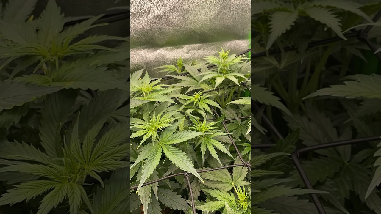 Sensi Super Skunk #timelapse #preflower