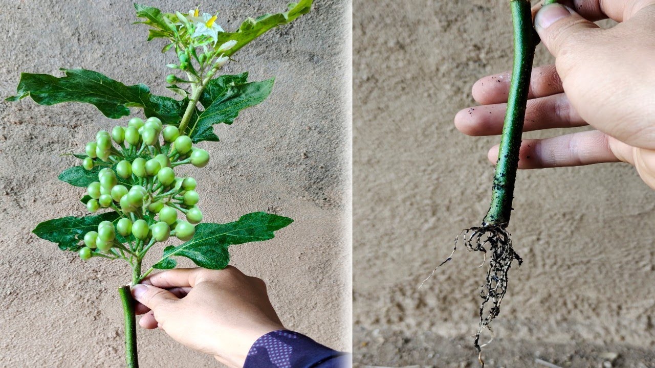 Unique Skill Propagation Turkey berry Tree.