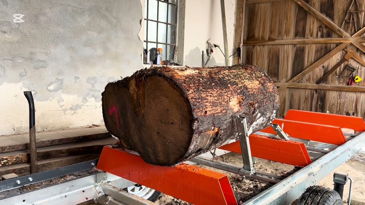 Sawing a short and stubby oak log