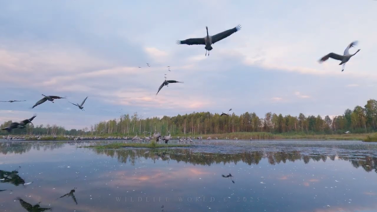 COMMON CRANE large flock of birds after spending the night in the swamp