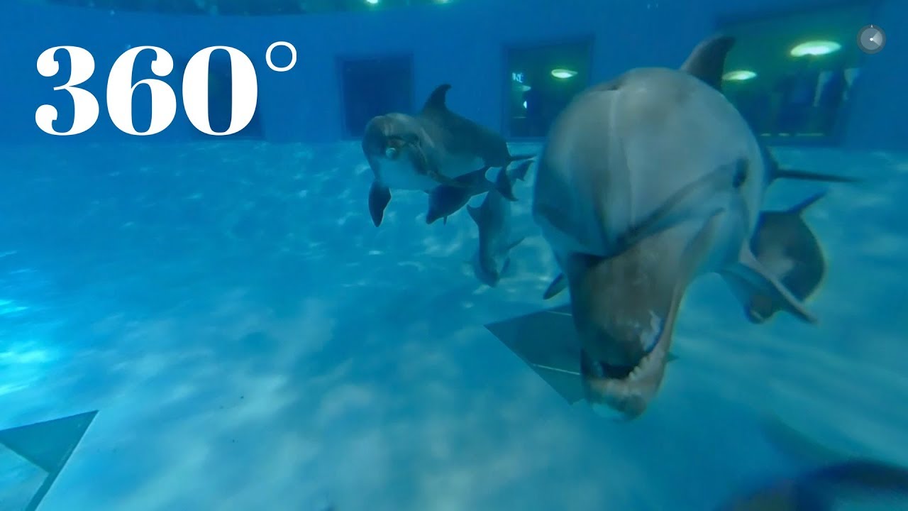 Delfinariumas ir delfinai (360 video) | Lietuvos jūrų muziejus