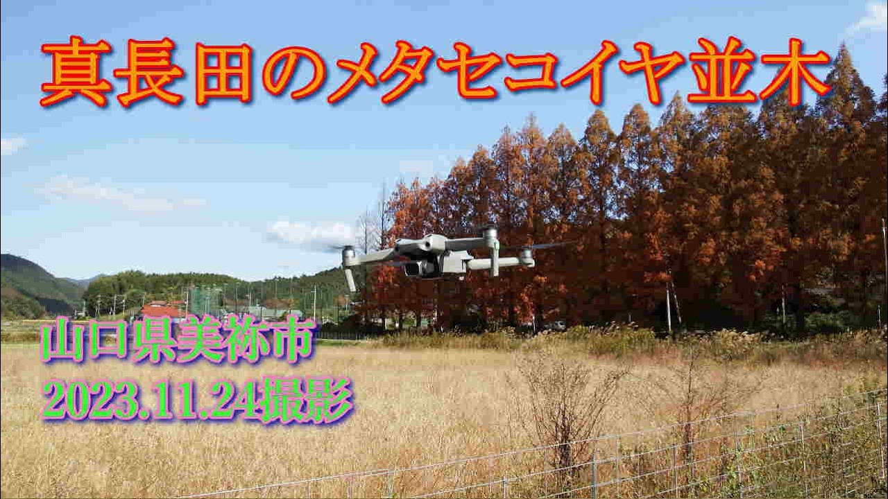 メタセコイヤ並木　空撮2023.11.24撮影