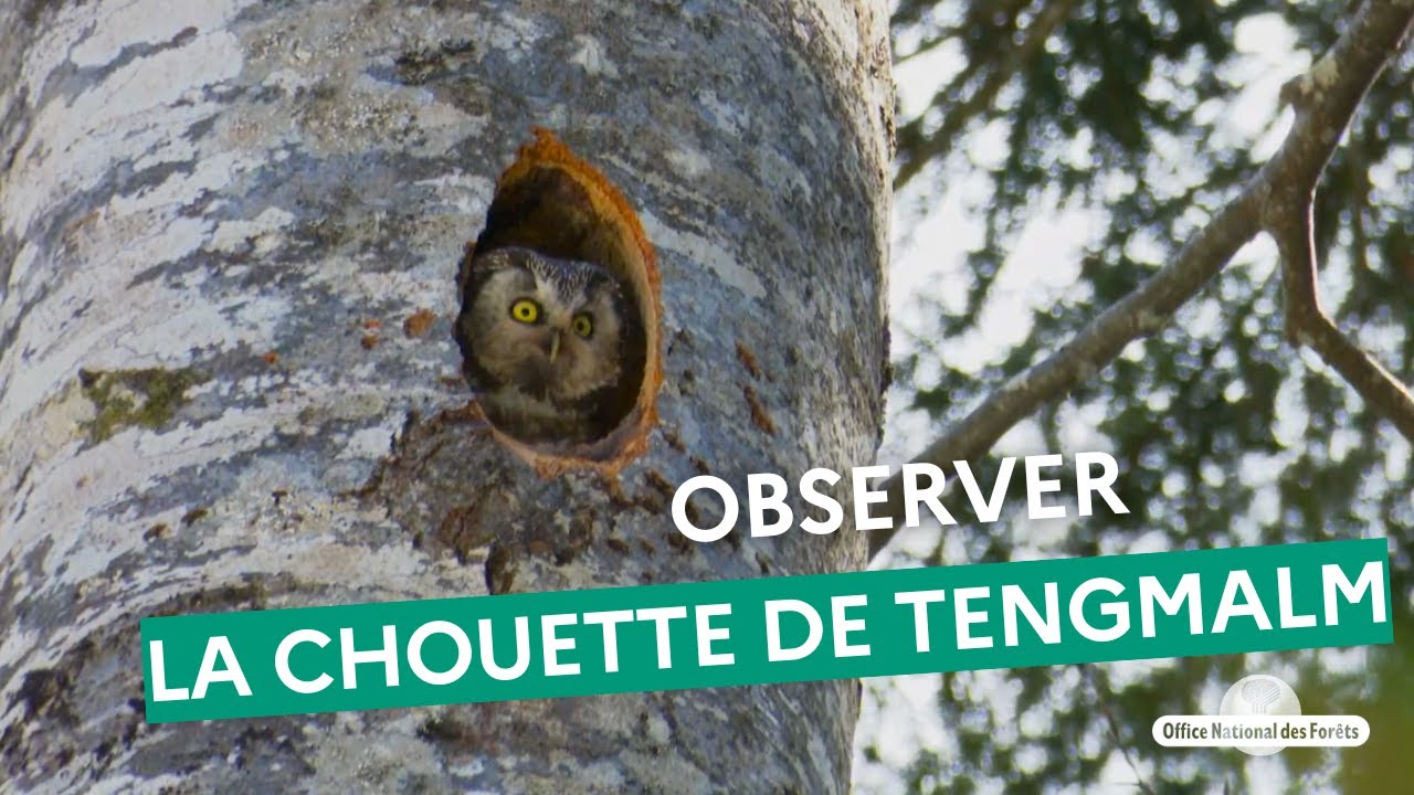 Attention fragile ⚠️🦉, un an d'étude sur la chouette de Tengmalm dans le Vercors