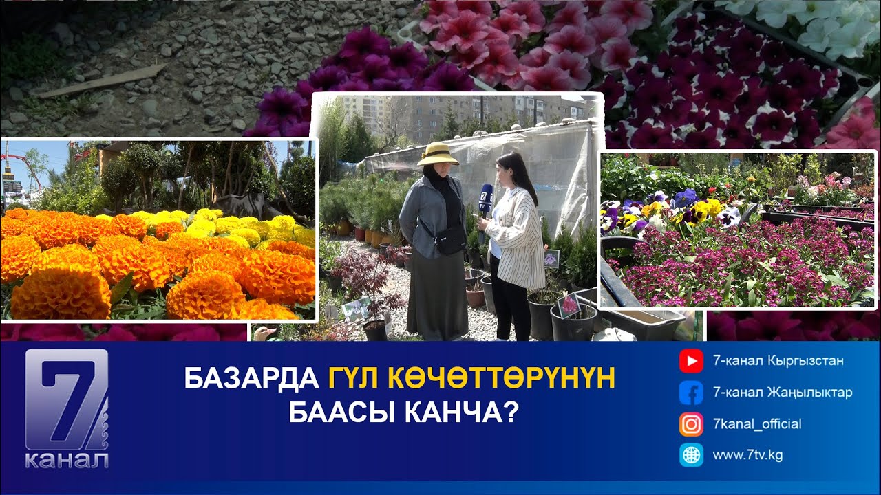 БАЗАРДА ГҮЛ КӨЧӨТТӨРҮНҮН БААСЫ КАНЧА?