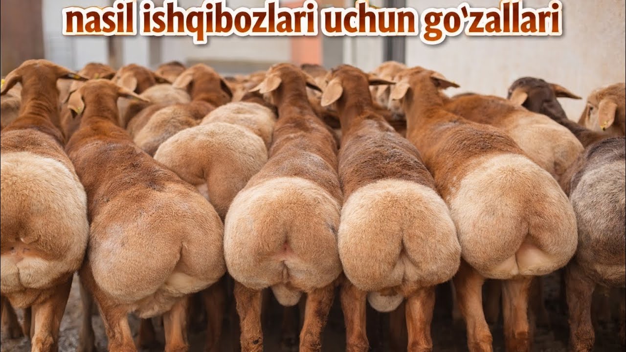 Bozorda Bunaqa daxshatidan kormagansiz