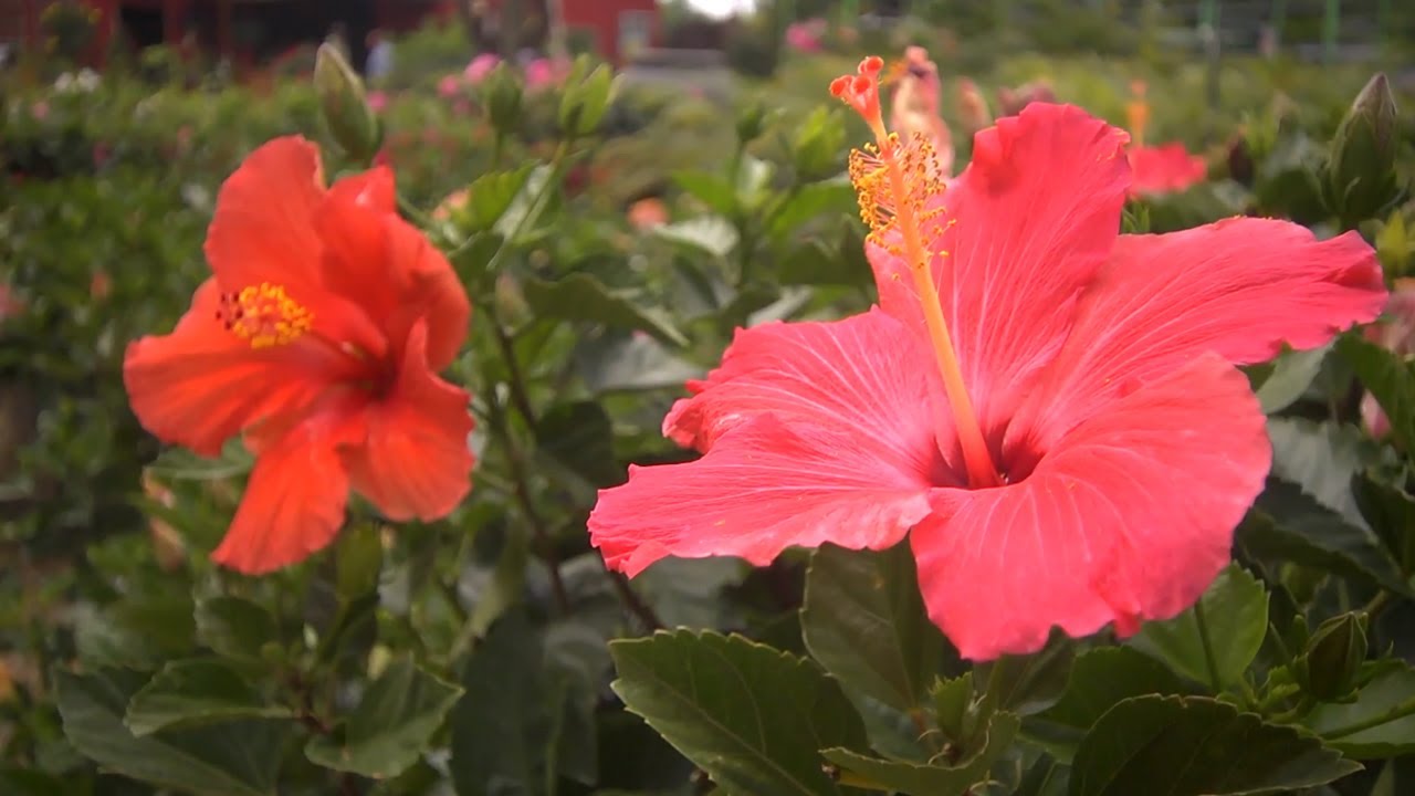 Choosing Tropical Plants | At Home With P. Allen Smith