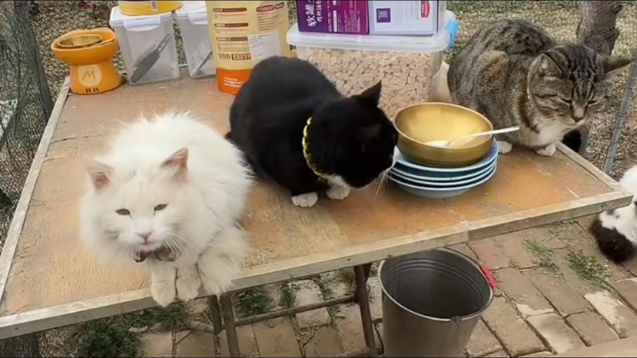 How did we take care of these cats' health to ensure they were in the best physical condition?