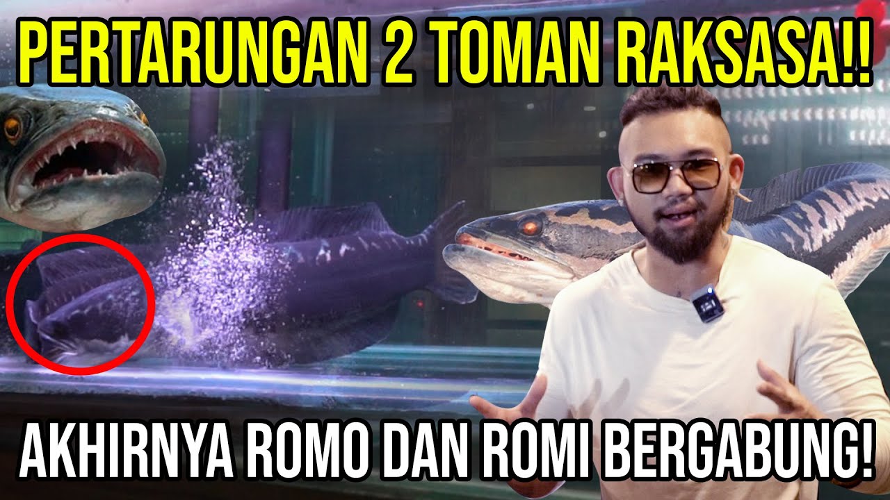 NGERI!! PERTARUNGAN 2 TOMAN RAKSASA!! AKHIRNYA ROMO DAN ROMI BERGABUNG!! #AudreyA #KINGOFTHEJUNGLE