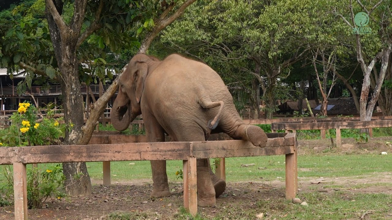Becoming Elephant Apple Again&hellip; The Cheeky Confidence of Freedom - ElephantNews