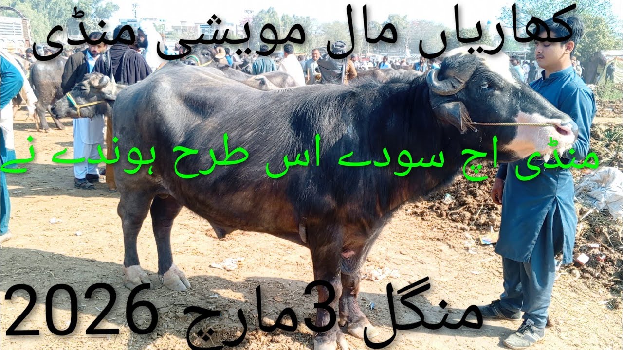 کھاریاں مال مویشی منڈی منگل 3مارچ 2026/Kharia Mandi /Kharia Mandi /Punjab Mandi /Khariya /Kharia Man