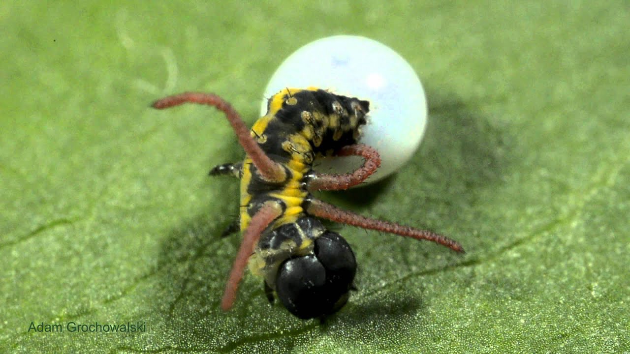 Brahmaea tancrei hatching - wylęg larwy