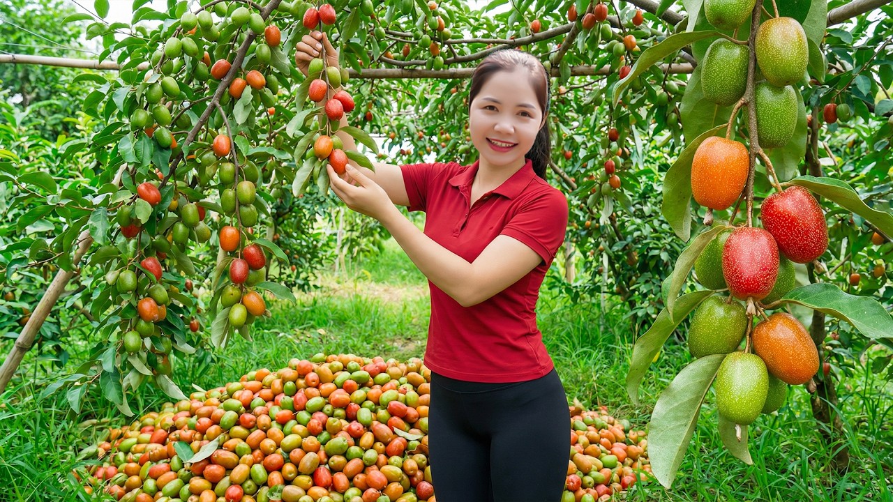 Harvesting 1000+ Oleaster Nhot Fruit To Sell At Market, How to Oleaster Salad | Han Harvesting
