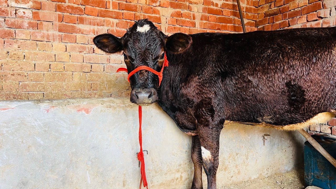ਇੱਕ ਗੱਬਣ ਵੱਛੀ 💎🔥ਘੱਟ ਰੇਟ 😱🔥Bawa dairy farm 