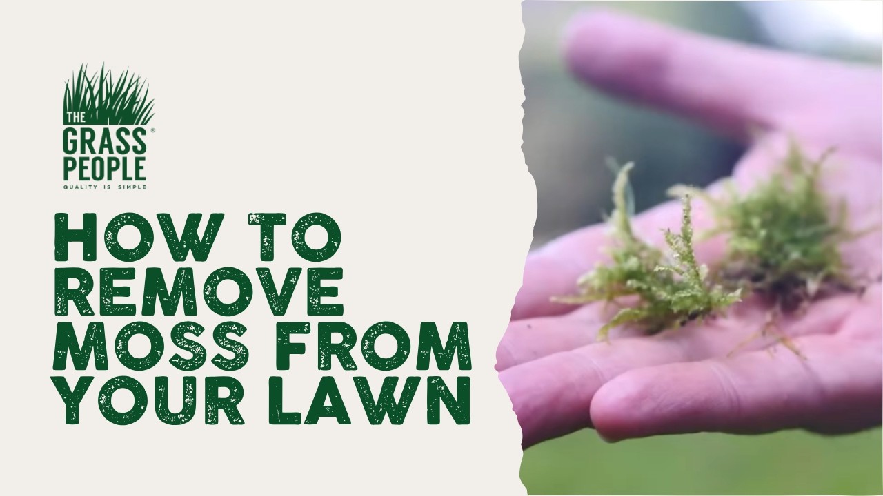 How to Remove Moss from your Lawn - Great Lawns Made Simple