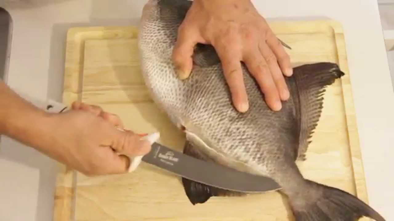 How To Dress (Filet) A Triggerfish [Raw Footage]