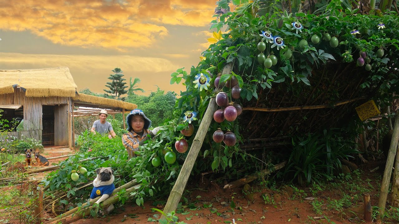 A Day After the Storm: Clean the Garden, Fixi the Roof, Pick Vegetables for a Countryside Meal.