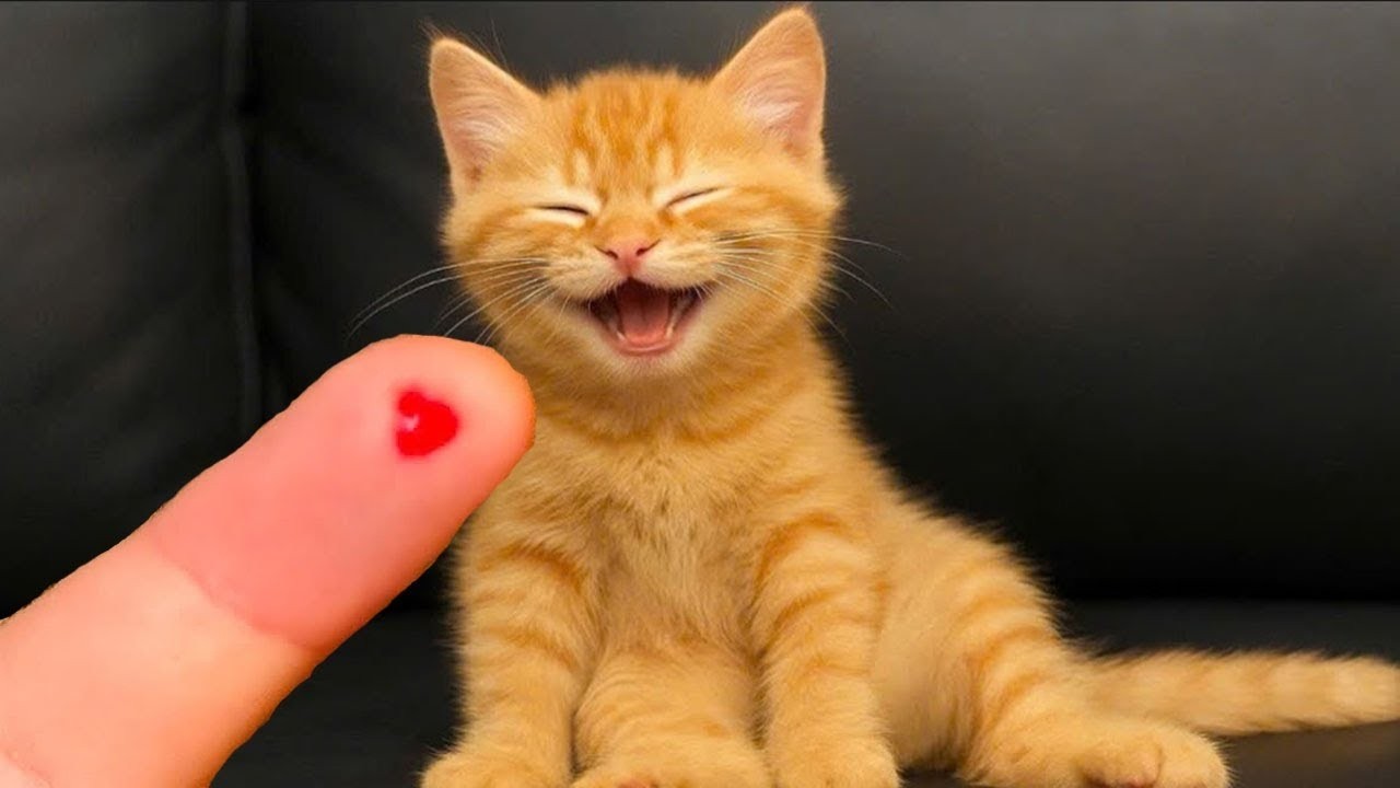 The Cutest Cat You’ll See Today 🥺