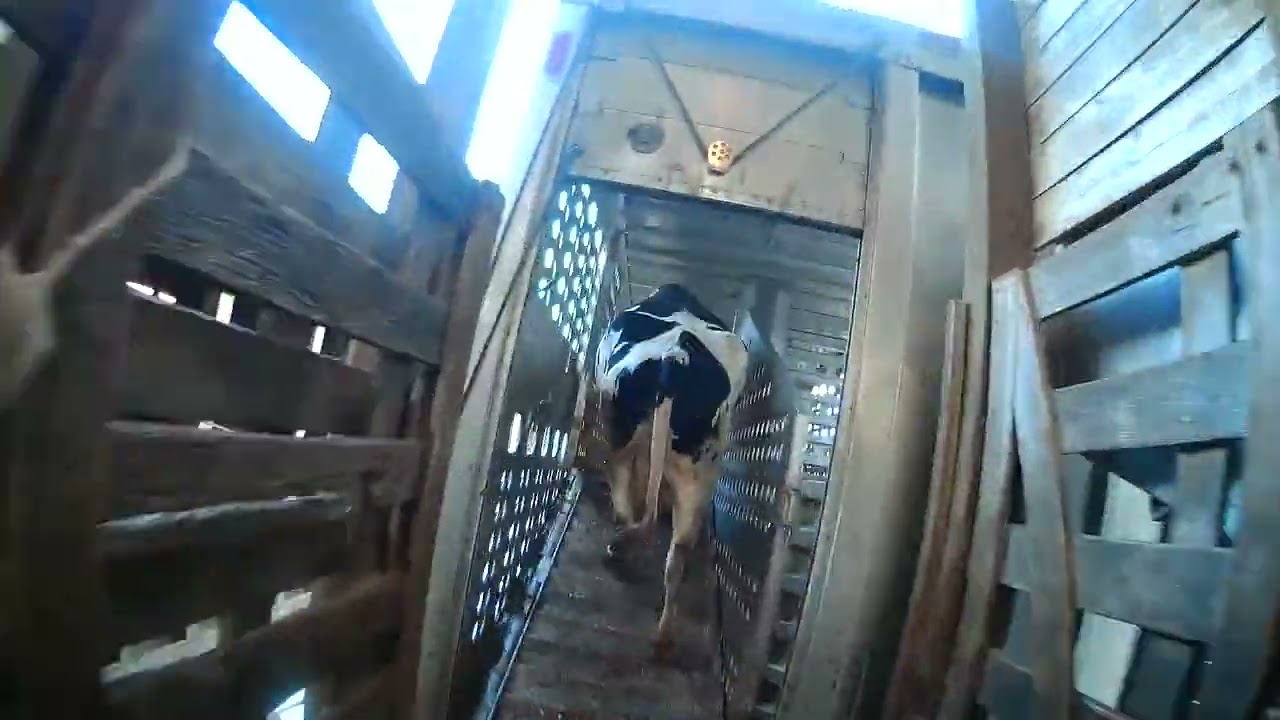 Bull Knocks Door Down While Loading 35 Head