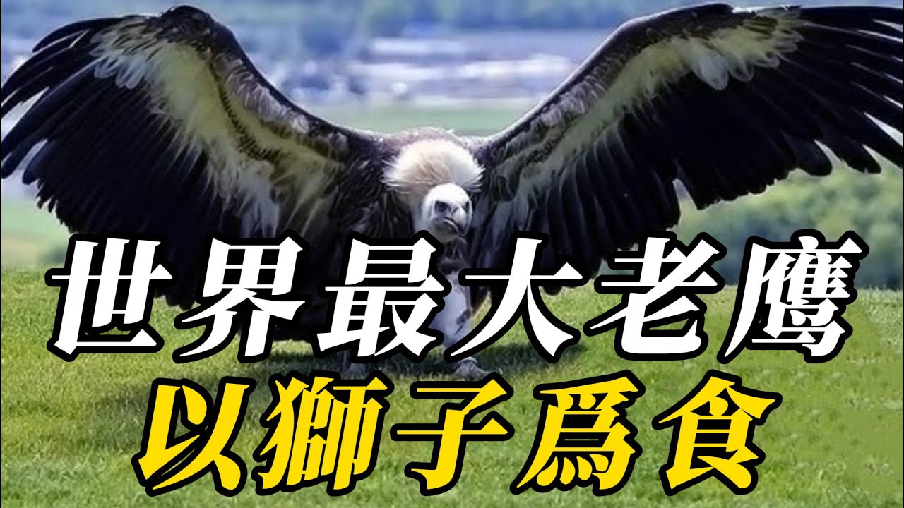 全世界最大的10種巨鷹，第八名單挑棕熊毫髮無傷！第一名展開雙翅，可遮天蔽日，依靠捕食人類爲生！#科普 #野生动物 #野生生物 #野生動物