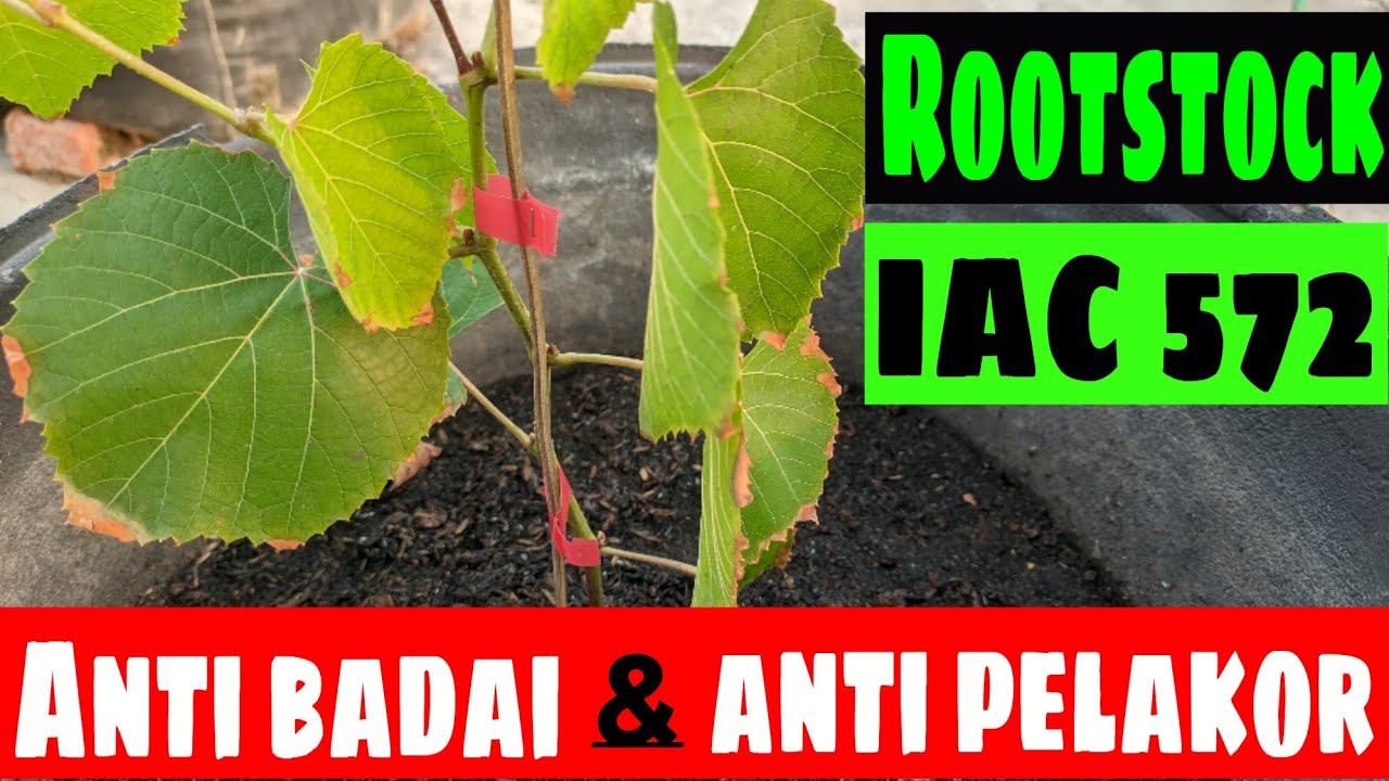ROOTSTOCK ANGGUR YANG COCOK UNTUK BERBAGAI KONDISI MEDIA TANAM DAN TAHAN TERHADAP NEMATODA IAC 572‼️