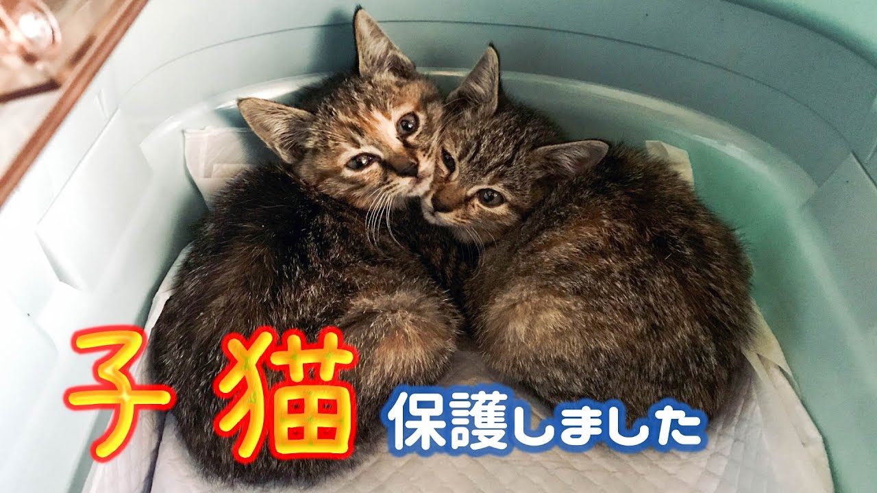 【保護猫】生後2か月の可愛い子猫を2匹保護しました