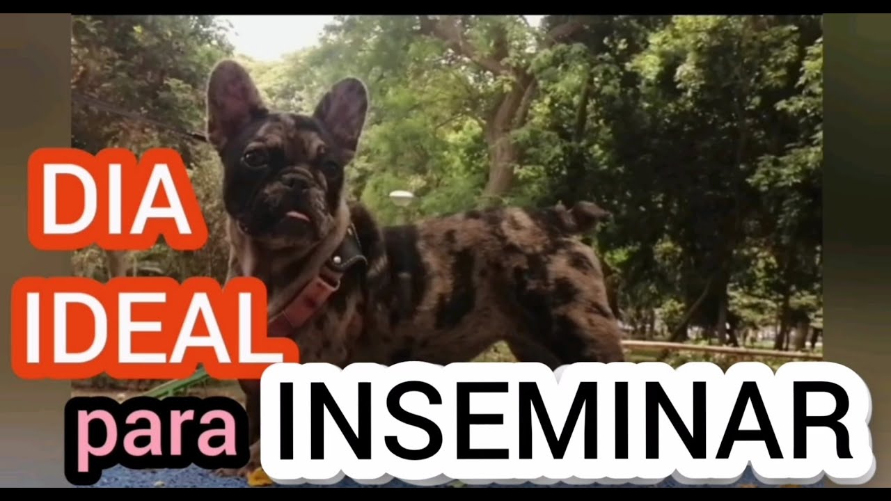 CUAL ES EL DIA EXACTO PARA HACER LA MONTA, CRUCE O INSIMINACION A MI PERRITA? DATOS Y SECRETOS