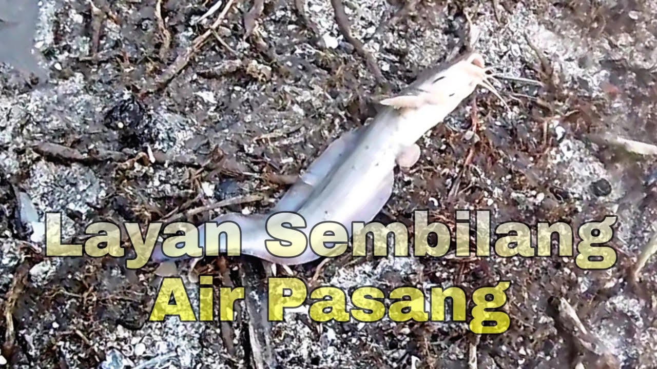 Mancing Sembilang Air Pasang Besar Tepi Pantai