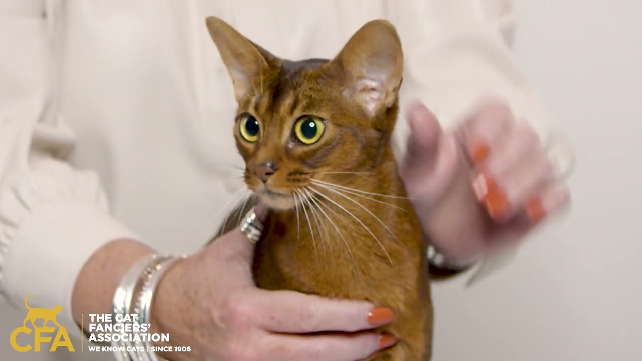 Countdown of Cuteness: CFA Reveal the 10 Most Popular Breeds for 2025