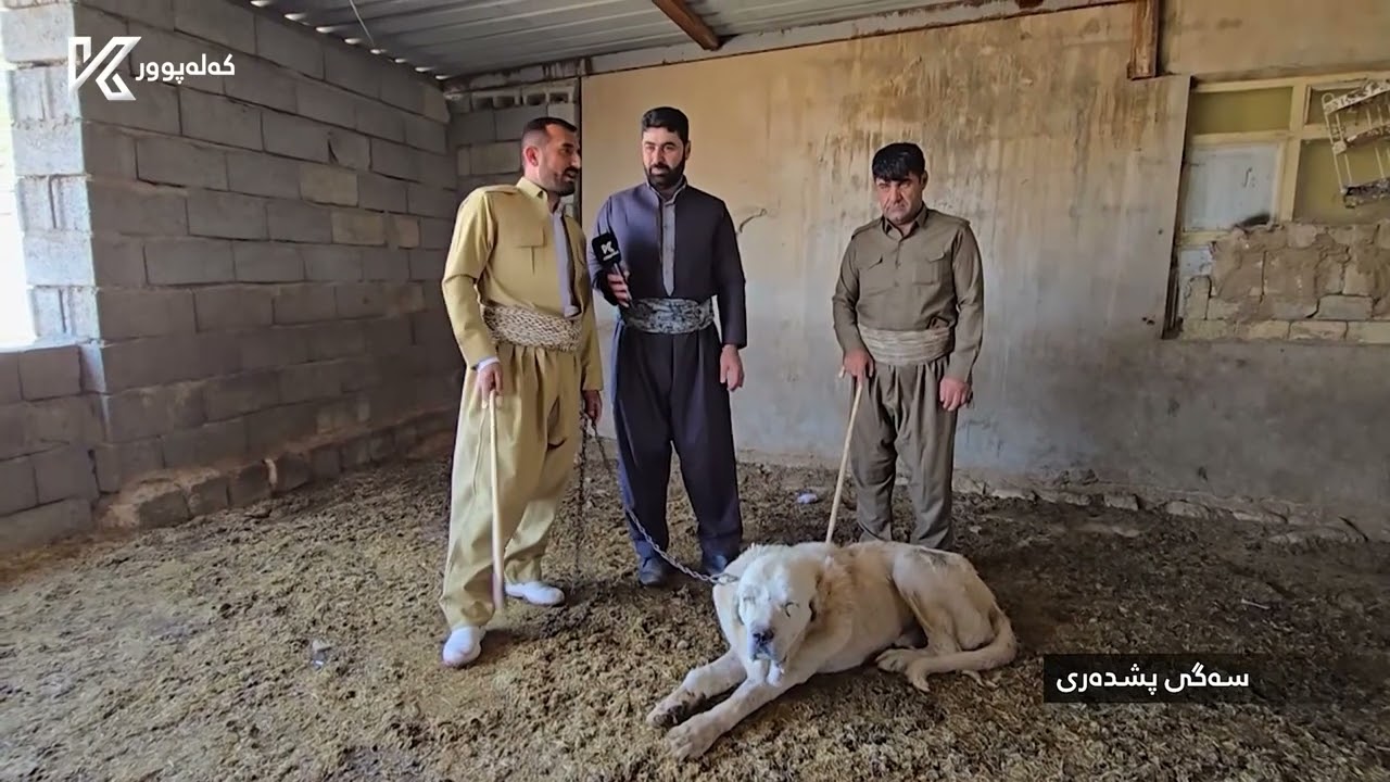 بەرنامەیەکی تایبەت سەگی پشدەر