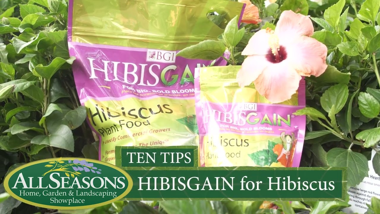 Hibiscus and HibisGAIN