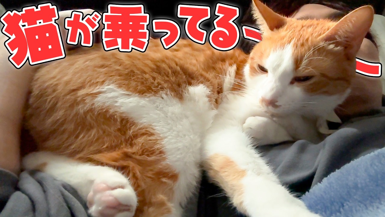 朝起きたら顔の上に猫が乗っていました。