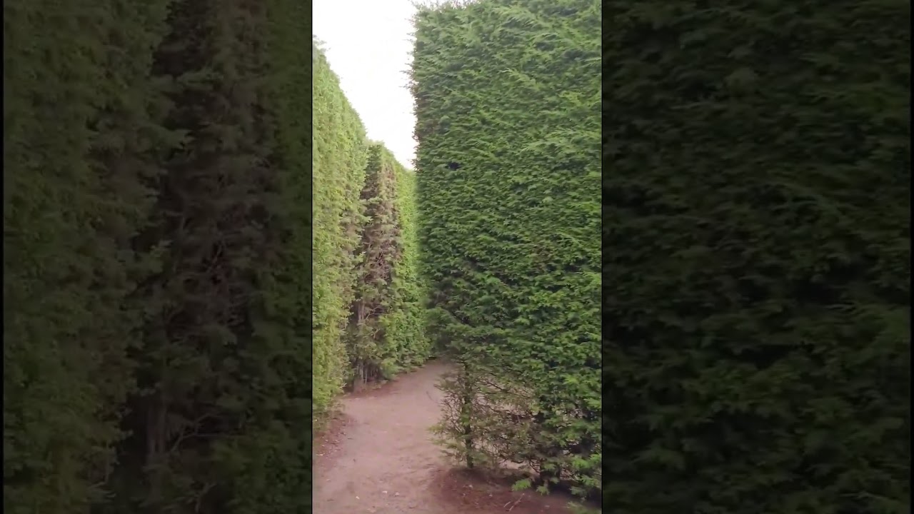 Tree Wall/ Green trees are arranged like walls.