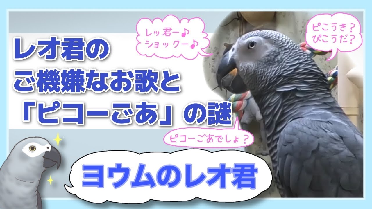 【ヨウムのレオ君】レオ君のご機嫌なお歌と「ピコーごあ」の謎