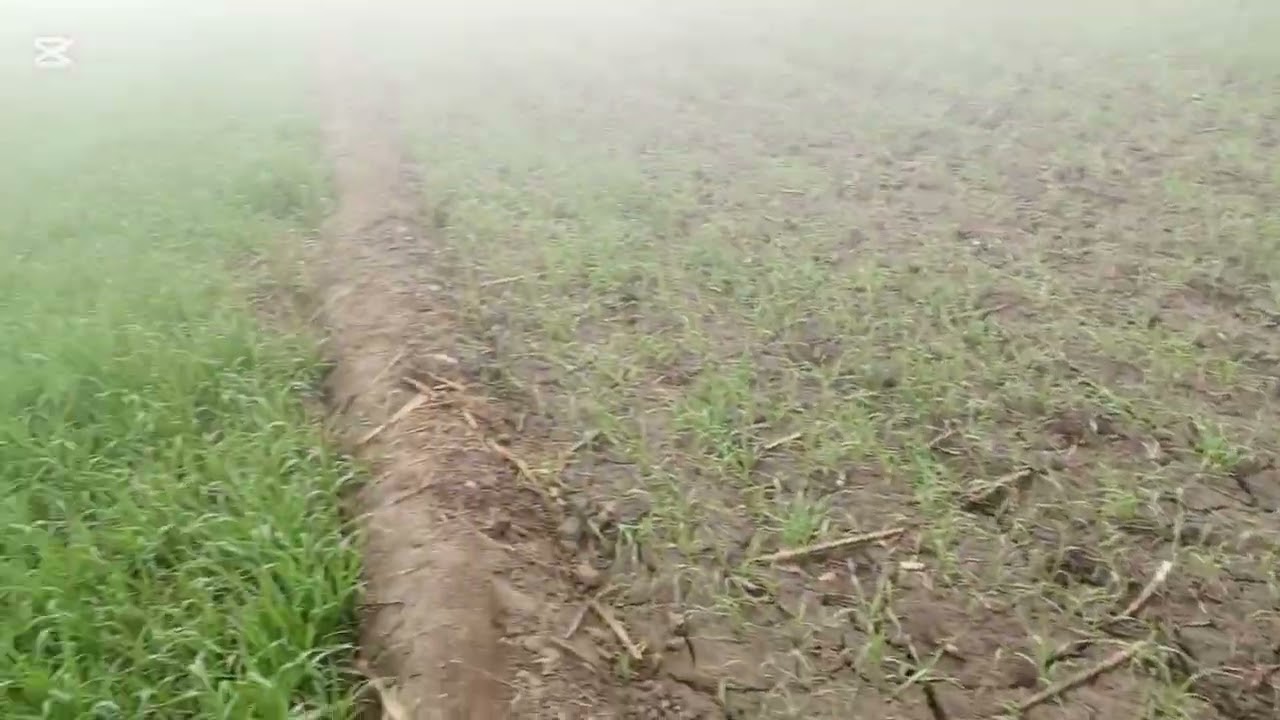 Morning Visit to the Wheat Field &ndash; Documentary