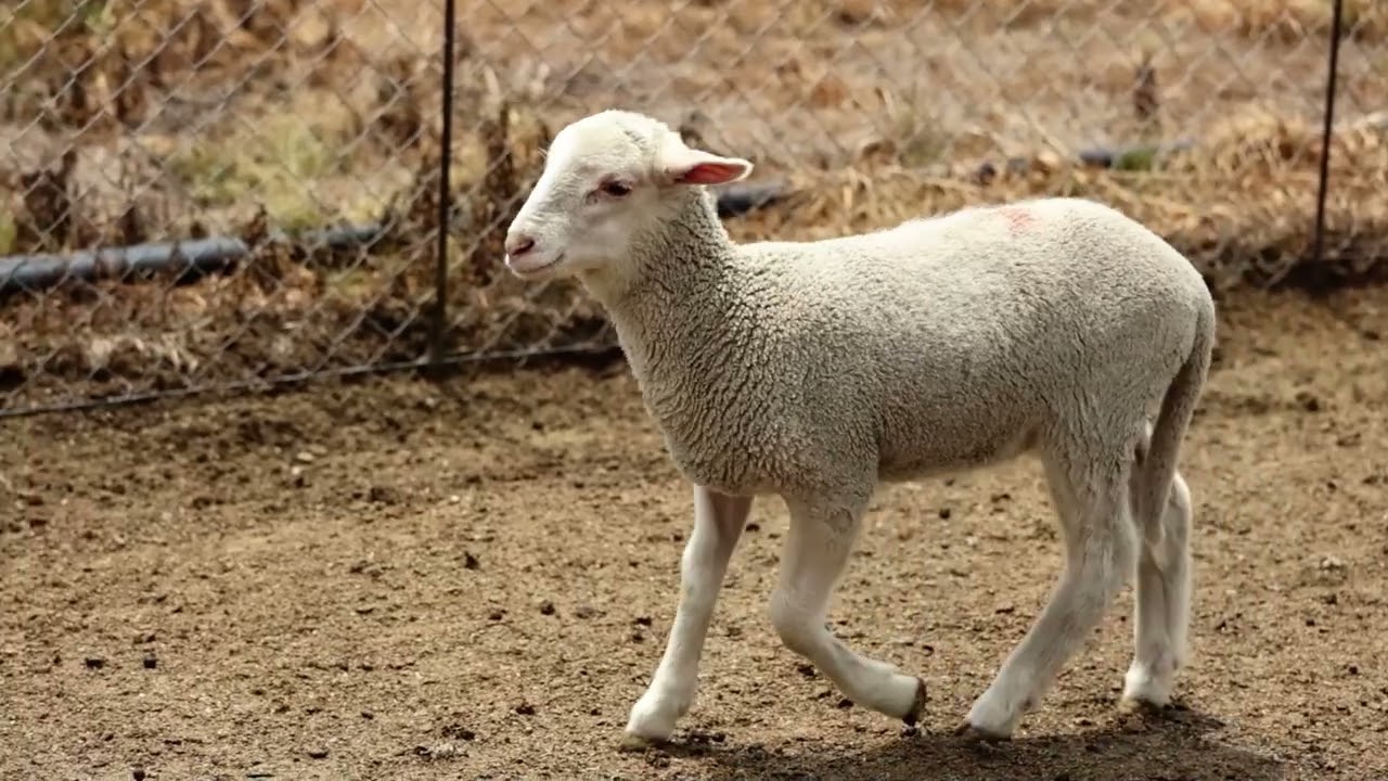 S&oacute; werk Leeukraal se intensiewe skaapboerdery