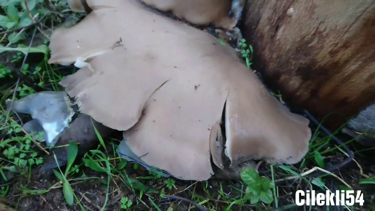 G&uuml;rgen Mantarı, Aralık 2018 son videolar