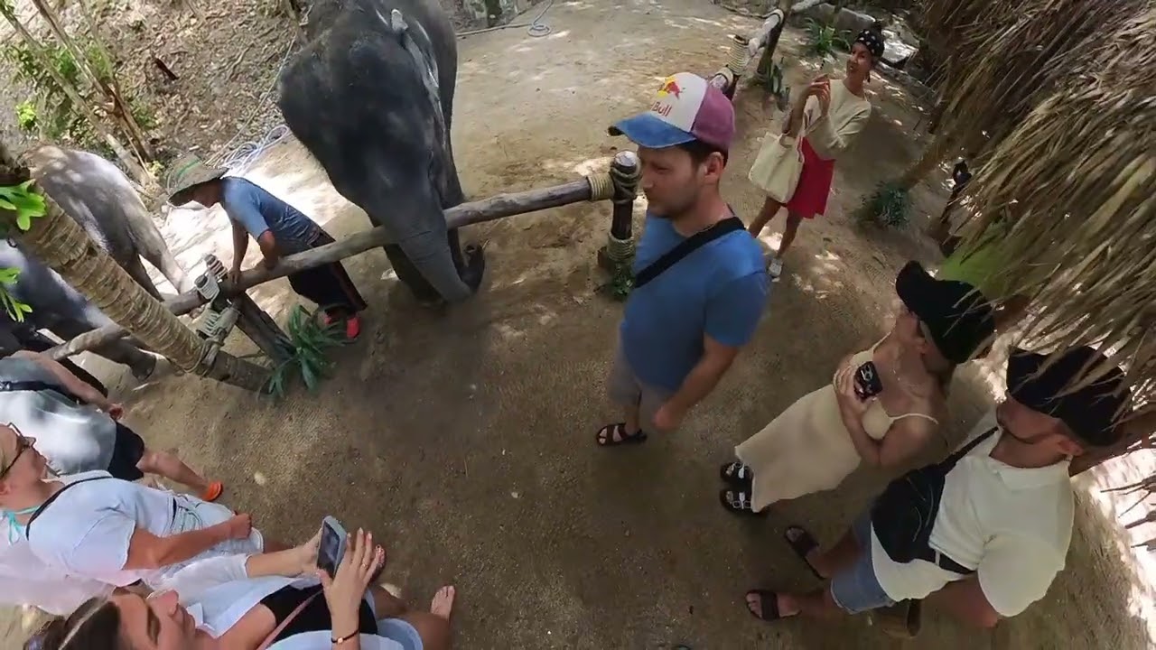 Phuket Mountain Elephant Care